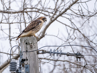 Wall Mural - A red-tailed hawk perched on a powerline pole 