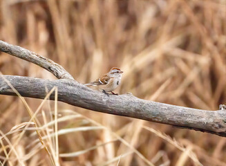 Wall Mural - An American tree sparrow perched on a dead tree branch 