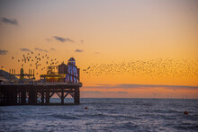 The Starling Murumuration Off The Sussex Coast In Brighton