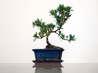 bonsai tree isolated on white