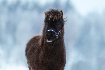 Wall Mural - Little shetland pony foal in winter