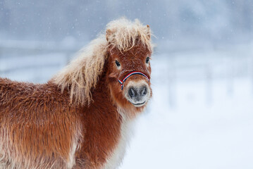 Wall Mural - Little fluffy shetland pony foal in winter