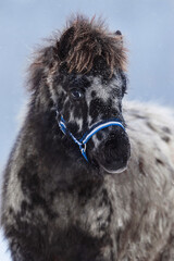 Wall Mural - Little appaloosa pony foal in winter