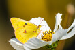 yellow butterfly on white flower