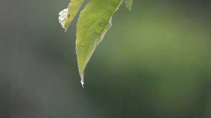 Wall Mural - Apple tree branch with green foliage and raindrops, close-up.