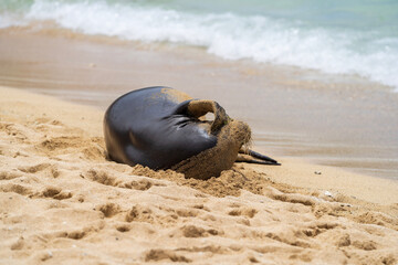 Wall Mural - sea lion on the beach