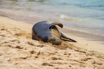 Wall Mural - sealion t on the beach