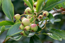 Green Crabapples Growing On The Tree In Summer