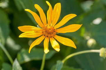 Wall Mural - Hairy Sunflower Growing In The Garden In Summer