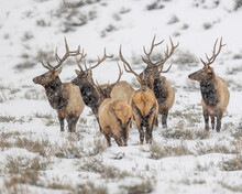 Group Of Bull Elk Standing In Snow In Rocky Mountains