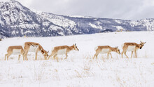 Pronghorn Antelope Herd Walking In Snow 