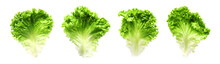 Set Of Lettuce Leaves Isolated On Transparent Png