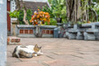 in Hanoi, Vietnam, a beautiful cat sleeps peacefully at the Tran Quoc Pagoda on West Lake (Tay Ho).