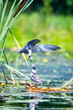 Black Tern feeding her young