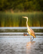 Gray heron while fishing in the river