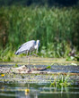 Gray heron while fishing in the river