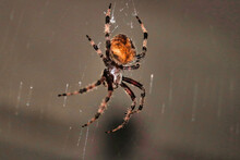 Close-up Of Spider In The Web