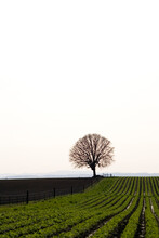 An Oak Tree Stands In A Farm Field In Spring, Near Salem, Oregon.