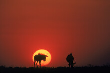 Wildlife At Sunset, Namibia