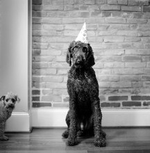 A Standard Poodle Dog Wears A Birthday Hat During A Dog Birthday In Philadelphia, Pennsylvania.