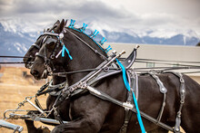 Percheron Horse Team Pulling A Carriage