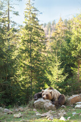 Poster - Brown bear in forest, space for text. Wild animal