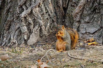 Wall Mural - squirrel on the ground eating a nut by a tree