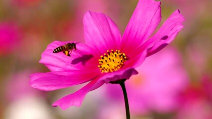 Wall Mural - Beautiful cosmos  flowers and bee in the garden, outdoor  Chiangmai Thailand