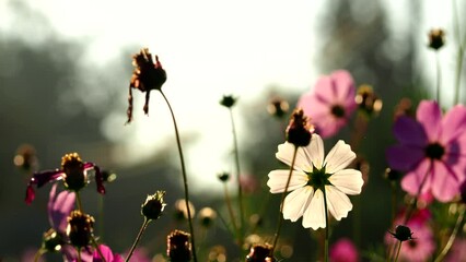 Wall Mural - Beautiful cosmos  flowers in the field, outdoor  Chiangmai Thailand