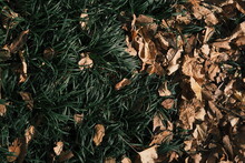 Old Leaves On The Green Ground
