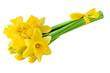 Blumenstrauss mit Narzissen und gelber Schleife  Hintergrund transparent PNG cut out