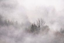 The Awakening, Sunrise Over The Foggy Forest. Trees In Forest During Foggy Weather
