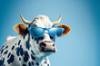 Leinwandbild Motiv Funny cow with sunglasses in front of blue studio background. Generative AI.