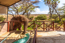 An Elephant ( Loxodonta Africana) Drinking Out Of A Pool, Samburu National Reserve, Kenya.