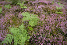 Ferns And Heather Growing In The Scottish Highlands