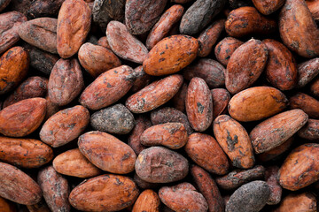 Wall Mural - Cocoa beans close-up, background. The view from the top