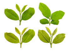 Collection Of Young Guava Leaf Stalks Of Various Shapes Isolated. Leaf Sets