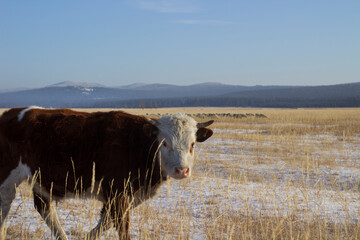 Wall Mural - Herd of cows grazing on winter snow field