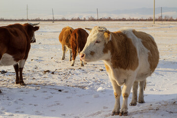 Wall Mural - Herd of cows grazing on winter snow field