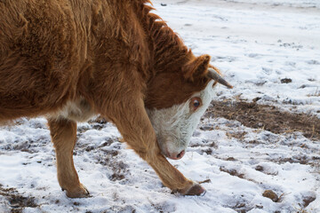 Wall Mural - Herd of cows grazing on winter snow field