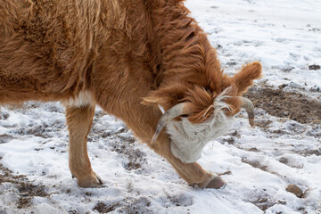 Wall Mural - Herd of cows grazing on winter snow field