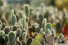 Close Up View Of A Cactus At The Market