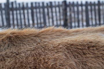 cow's fur close up