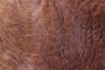 animal fur texture background fluffy hair