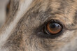 Super macro close up of pet dog greyhounds left eye. Vivid brown Iris