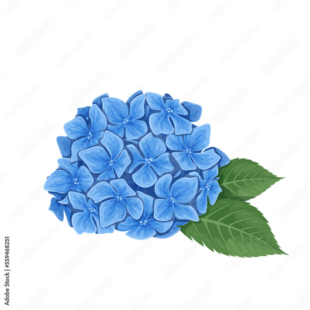 Hydrangea vector illustration. Cartoon blue flowers and green leaves in  spring or summer romantic bouquet, delicate hortensia blossoms and buds for  floral natural garland, blooming hydrangea Stock Vector | Adobe Stock, image size:1000x1000