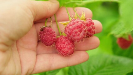 Wall Mural - Industrial cultivation of raspberry plant. Woman farm worker hand picking ripe red fruits raspberry. Raspberry berry fruit growing on farm in garden. Eco healthy organic food concept