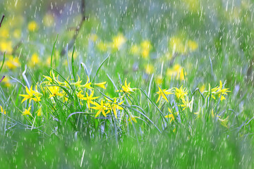 Wall Mural - spring wild flowers rain drops abstract background