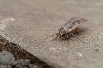 Wall Mural - Ash Sphinx Moth (Manduca jasminearum)on a cold gray concrete background