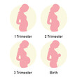 Pregnancy trimesters